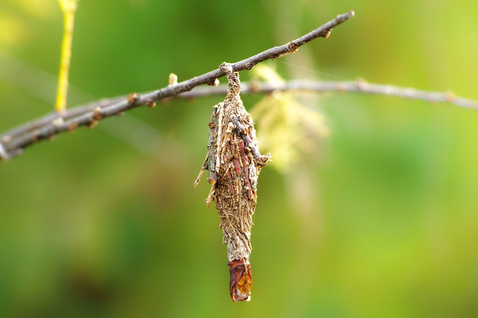 Bagworm