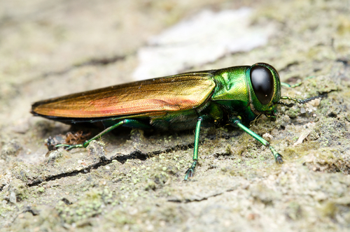 Emerald Ash Borer