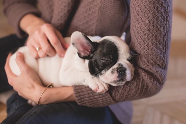 whelping services in Georgia