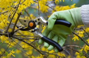 Shrub Pruning Is A Science
