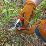 different shrub trimming services near me,