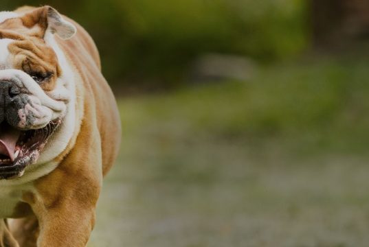 whelping services in Georgia