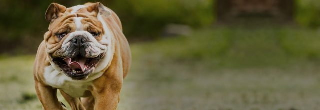 whelping services in Georgia