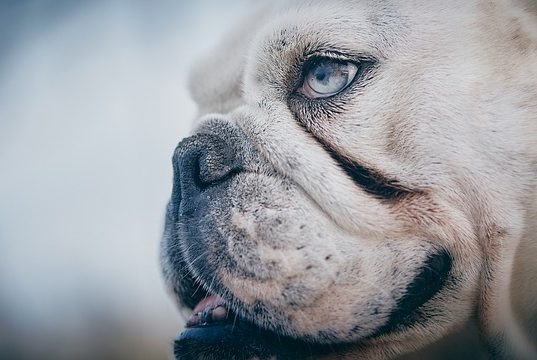 Best English Bulldog As Your Pet In Georgia