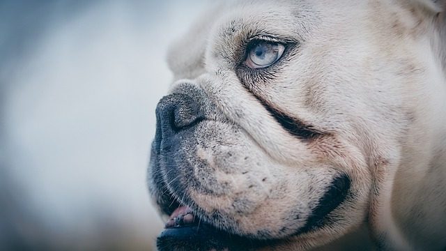 Best English Bulldog As Your Pet In Georgia