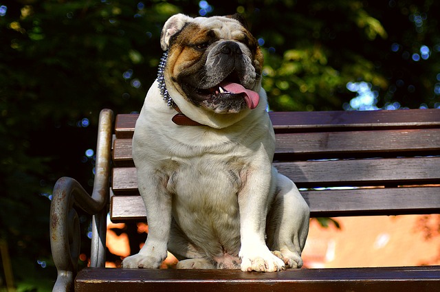 Pet In Georgia English Bulldog